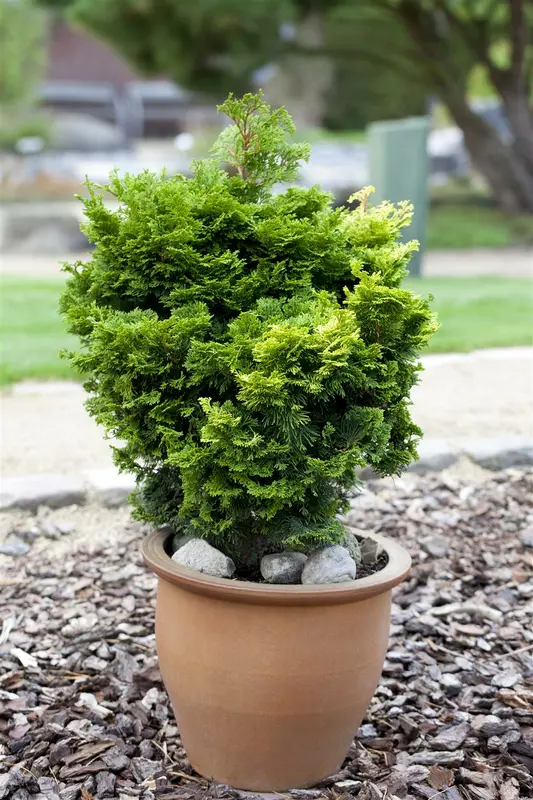 Chamaecyparis obt. 'Nana Gracilis' 30- 40   KLUIT - afbeelding 4