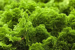 Chamaecyparis obt. 'Nana Gracilis' 30- 40   KLUIT - afbeelding 2