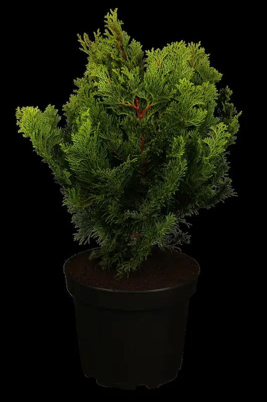 chamaecyparis obt. 'nana gracilis' (30- 40cm) - afbeelding 2