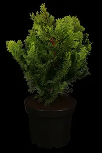 chamaecyparis obt. 'nana gracilis' (30- 40cm) - afbeelding 2