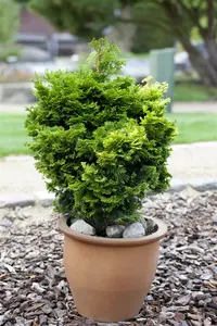 Chamaecyparis obt. 'Nana Gracilis' 40- 50   C15 - afbeelding 4