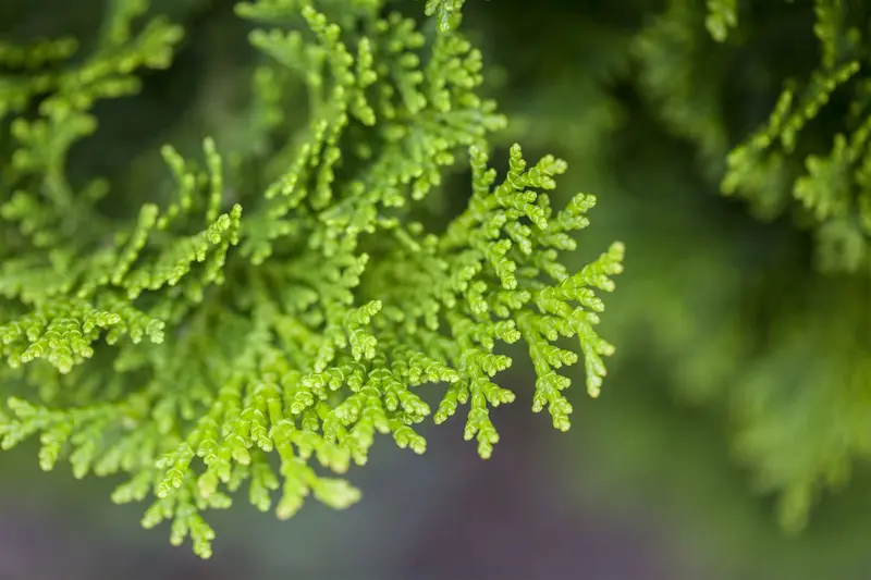 Chamaecyparis obt. 'Nana Gracilis' 40- 50 KLUIT - afbeelding 3