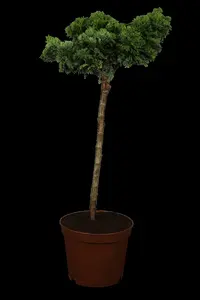 chamaecyparis obt. 'nana gracilis' (40- 50cm) - afbeelding 4