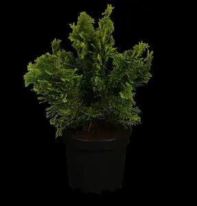 chamaecyparis obt. 'nana gracilis' (40- 50cm) - afbeelding 5