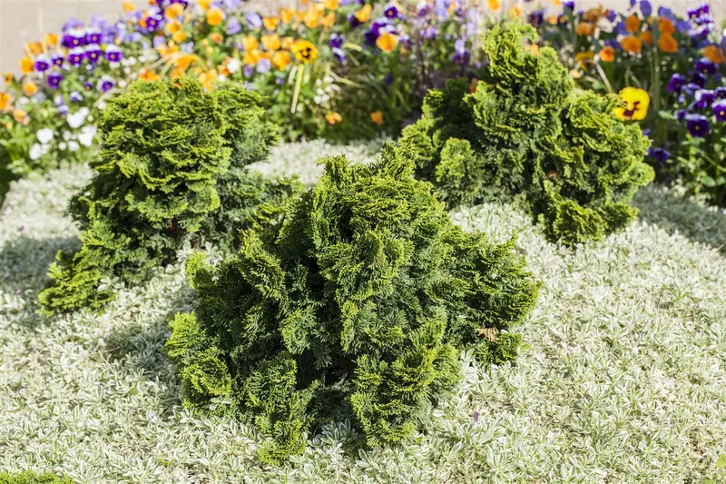 Chamaecyparis obt. 'Nana Gracilis' STAM/ 40 C11 - afbeelding 1