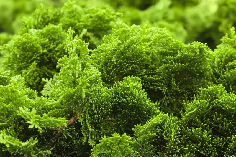 Chamaecyparis obt. 'Nana Gracilis' STAM/ 40 C11 - afbeelding 2