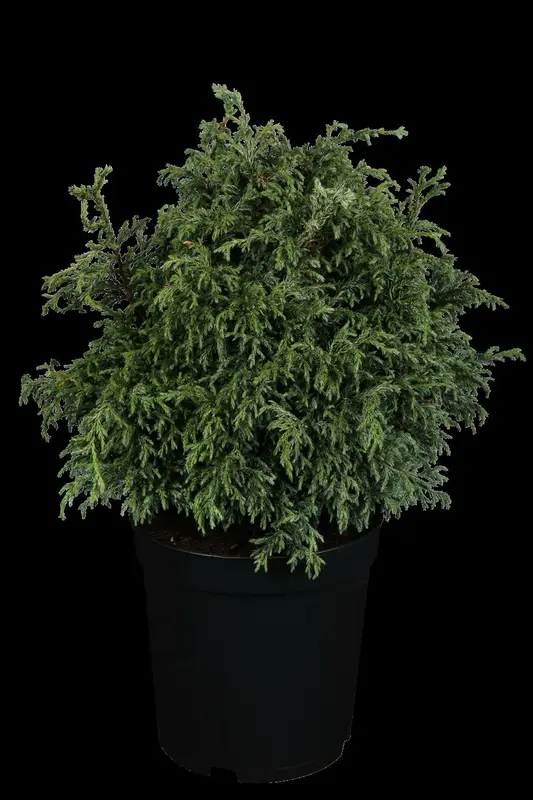 chamaecyparis pis. 'baby blue' (25- 30 C cm) - afbeelding 1