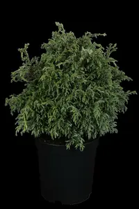 chamaecyparis pis. 'baby blue' (25- 30 C cm) - afbeelding 5