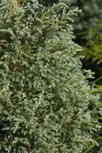 chamaecyparis pis. 'baby blue' (25- 30 C cm) - afbeelding 5
