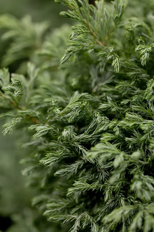 Chamaecyparis pis. 'Boulevard' 25- 30   C - afbeelding 5