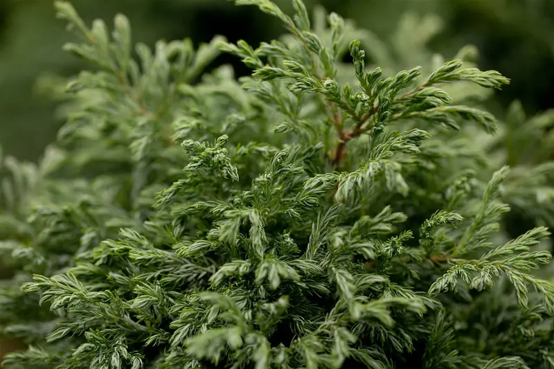 Chamaecyparis pis. 'Boulevard' 25- 30   C - afbeelding 4