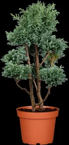 chamaecyparis pis. 'boulevard' (30- 40 C cm) - afbeelding 3