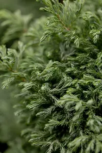 Chamaecyparis pis. 'Boulevard' BONSAI 100-120   C35 - afbeelding 5