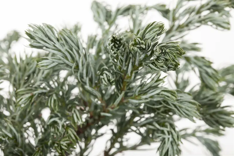 Chamaecyparis pis. 'Boulevard' BONSAI 100-120   C35 - afbeelding 3