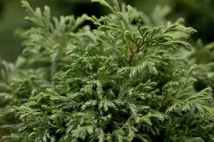 Chamaecyparis pis. 'Boulevard' BONSAI 100-120   C35 - afbeelding 4