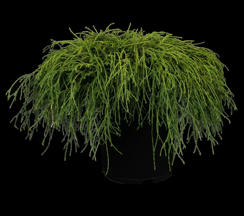 chamaecyparis pis. 'filifera nana' (25- 30 C cm) - afbeelding 2