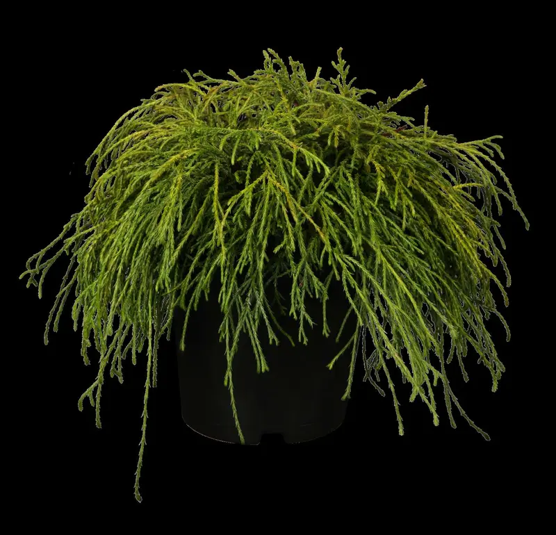 chamaecyparis pis. 'filifera nana' (25- 30 C cm) - afbeelding 1