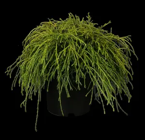chamaecyparis pis. 'filifera nana' (25- 30 C cm) - afbeelding 5