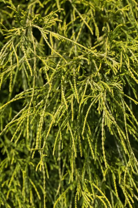 Chamaecyparis pis. 'Filifera Nana' 30- 35   C8 - afbeelding 4