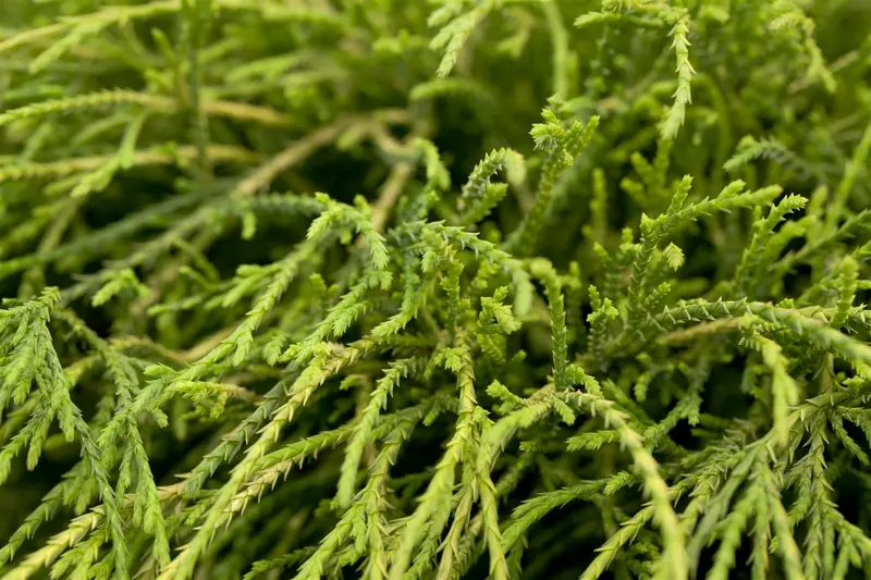 Chamaecyparis pis. 'Filifera Nana' 30- 35   C8 - afbeelding 1