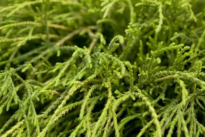 Chamaecyparis pis. 'Filifera Nana' 30- 35 C8