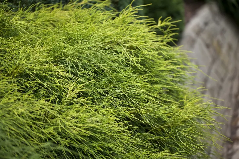 Chamaecyparis pis. 'Filifera Nana' 40- 50   C10 - afbeelding 3