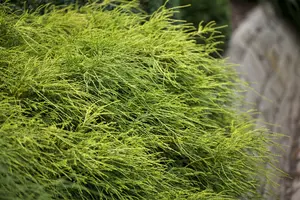 Chamaecyparis pis. 'Filifera Nana' 40- 50   C10 - afbeelding 3