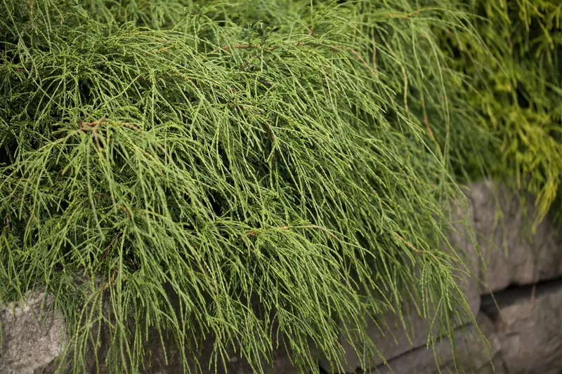 Chamaecyparis pis. 'Filifera Nana' 40- 50   C10 - afbeelding 5