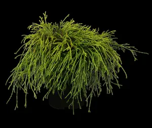 chamaecyparis pis. 'sungold' (20- 25 C cm) - afbeelding 2