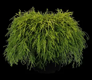 chamaecyparis pis. 'sungold' (20- 25 C cm) - afbeelding 3