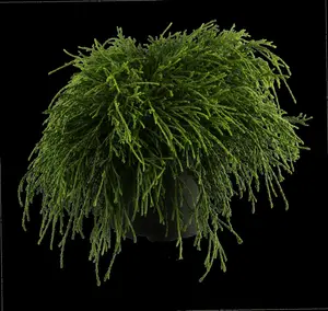 chamaecyparis pis. 'sungold' (20- 25 C cm) - afbeelding 5