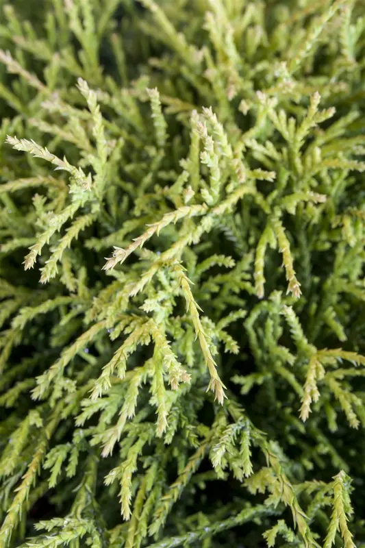 Chamaecyparis pis. 'Sungold' 30- 40   C7,5 - afbeelding 4