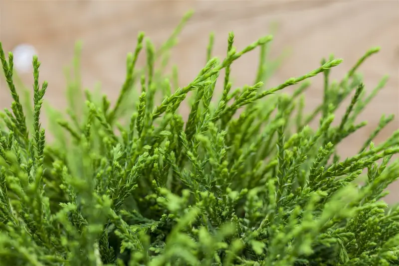 Chamaecyparis pis. 'Sungold' 30- 40   C7,5 - afbeelding 2