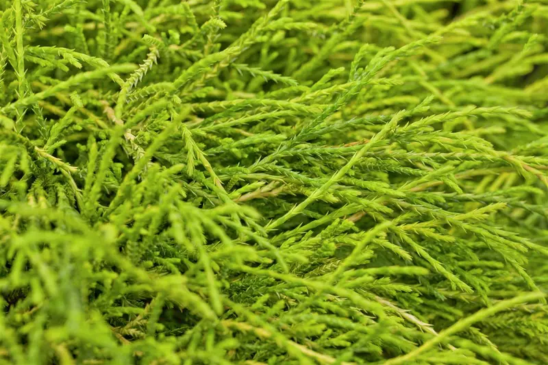 Chamaecyparis pis. 'Sungold' 30- 40   C7,5 - afbeelding 3