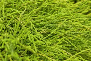 Chamaecyparis pis. 'Sungold' 30- 40   C7,5 - afbeelding 3