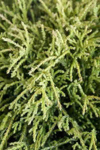 Chamaecyparis pis. 'Sungold' STAM/ 75 C15 - afbeelding 4