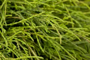 Chamaecyparis pis. 'Sungold' STAM/ 75 C15