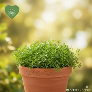 Chamaemelum nobile 'Treneague' P9