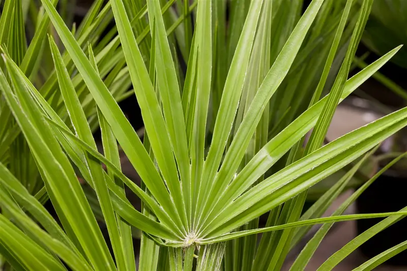 Chamaerops humilis C10 - afbeelding 2