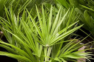 Chamaerops humilis C10 - afbeelding 3