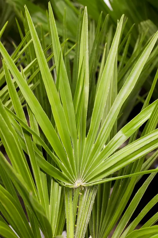 Chamaerops humilis C130 - afbeelding 1