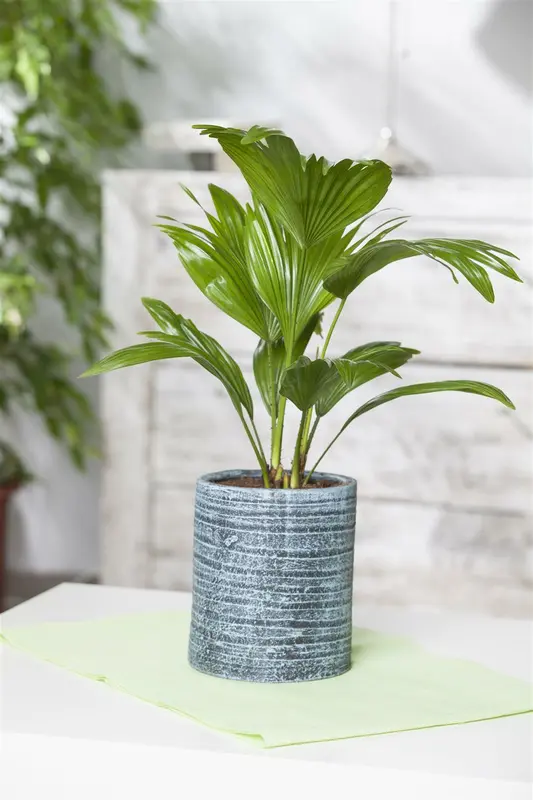 Chamaerops humilis C35 - afbeelding 5