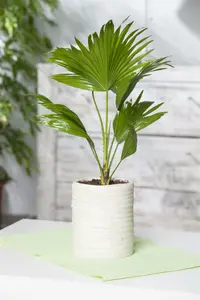 Chamaerops humilis P18 - afbeelding 4