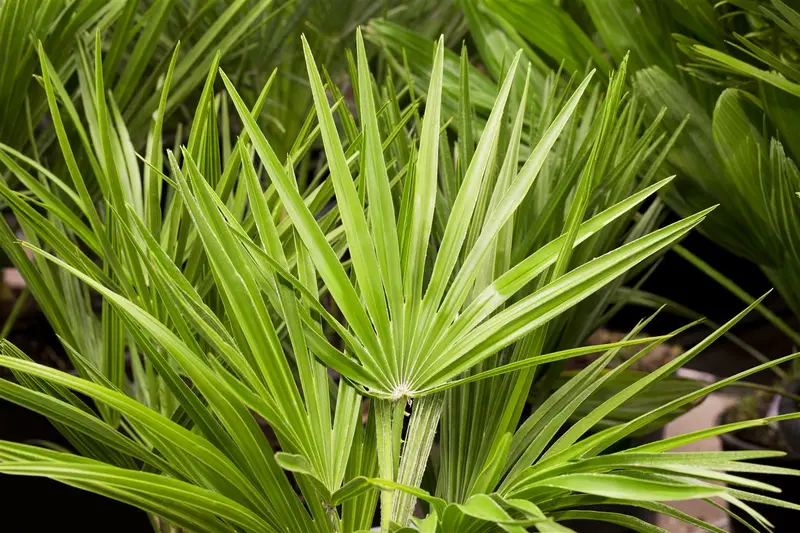 Chamaerops humilis P18 - afbeelding 3