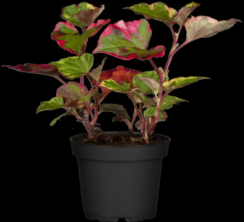 houttuynia cord. 'chameleon' P9 - afbeelding 1
