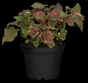 houttuynia cord. 'chameleon' P9 - afbeelding 5