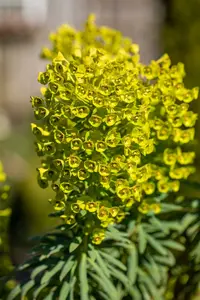 characias - afbeelding 6