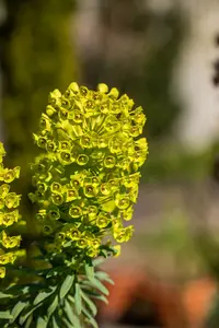 characias - afbeelding 2