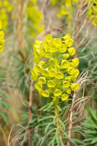 characias var. wulfenii - afbeelding 5