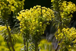 characias var. wulfenii - afbeelding 10